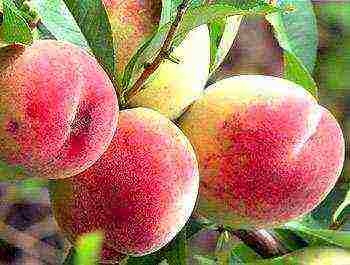 peaches are the best varieties