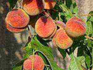 peaches are the best varieties