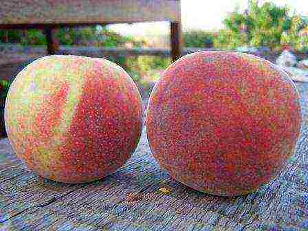 peaches are the best varieties