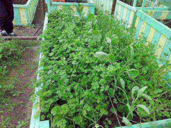 parsley unibersal na mga punla ng bayani kung paano lumaki