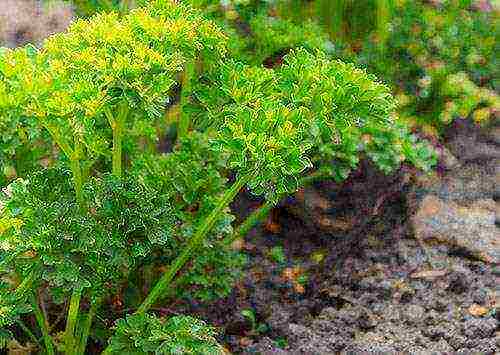 parsley unibersal na mga punla ng bayani kung paano lumaki