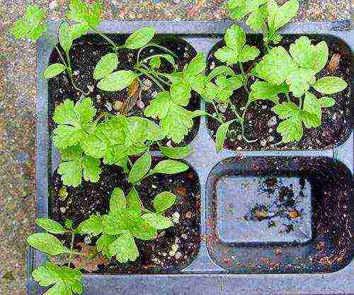 parsley universal hero seedlings how to grow