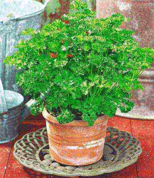 parsley universal hero seedlings how to grow