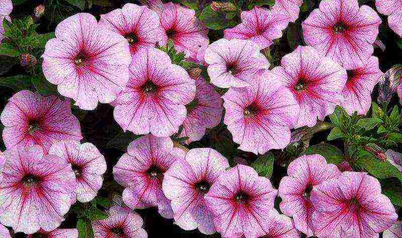 petunia varieties are the best