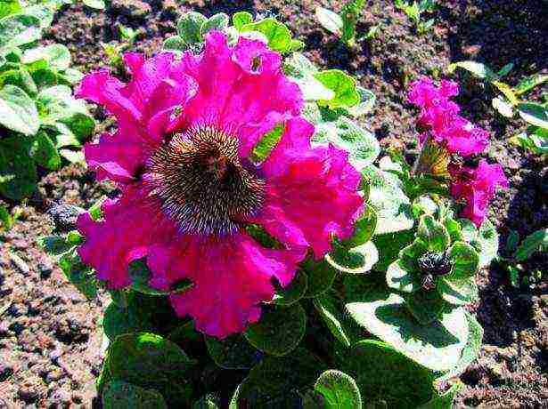 petunia varieties are the best