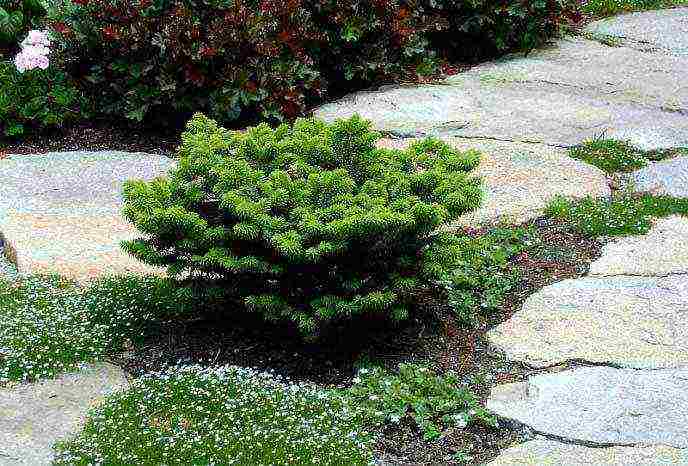 balsam fir nana planting and care in the open field