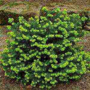 balsam fir nana planting and care in the open field