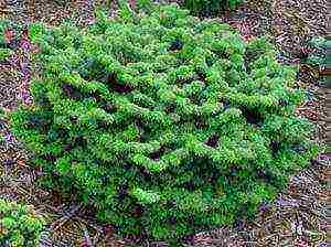 balsam fir nana planting and care in the open field