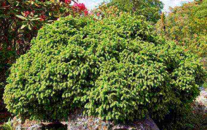 pagtatanim at pag-aalaga ng balsam fir nana sa bukas na bukid