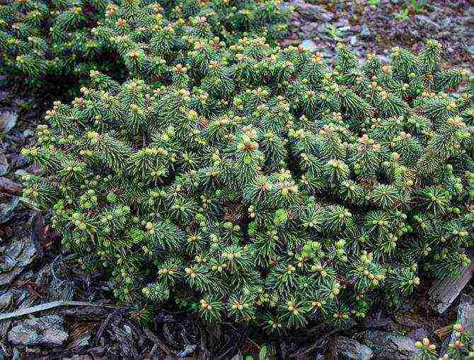 balsam fir nana planting and care in the open field