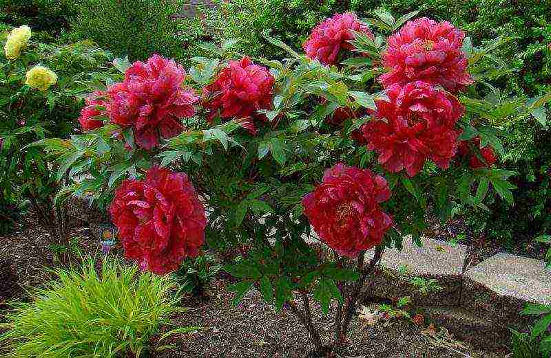 peony tree planting and care in the open field in autumn