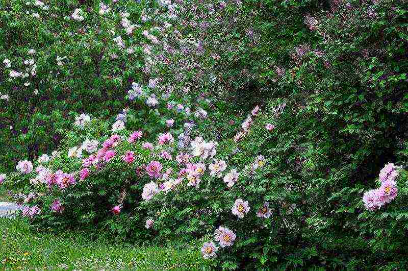 pagtatanim ng puno ng peony at pag-aalaga sa bukas na bukid sa taglagas