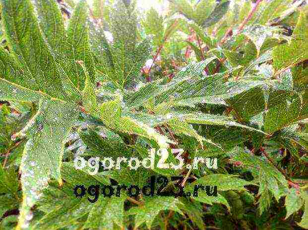 peony tree planting and care in the open field in autumn