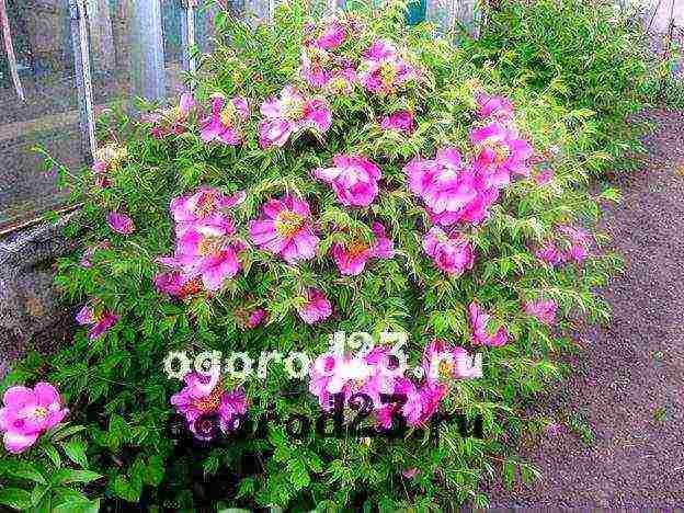 peony tree planting and care in the open field in autumn