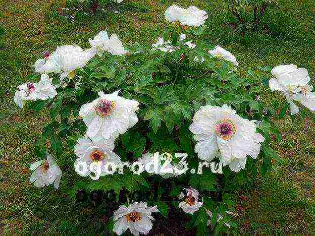 peony tree planting and care in the open field in autumn