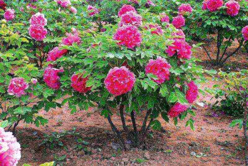 peony tree planting and care in the open field in autumn