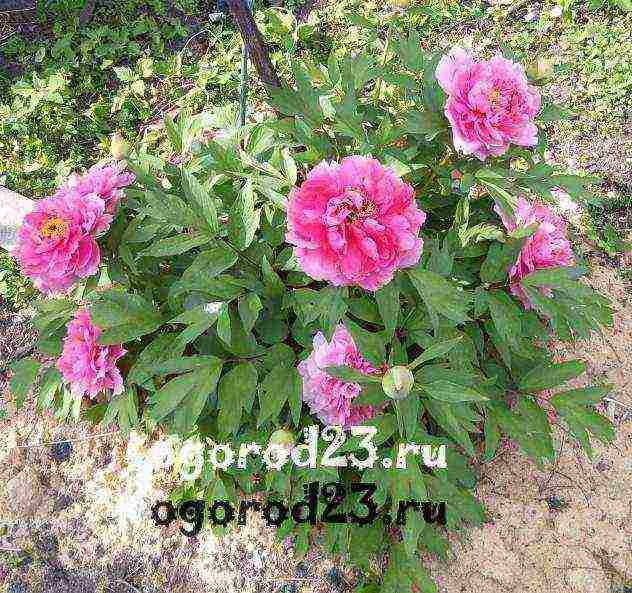 peony tree planting from seeds and care in the open field