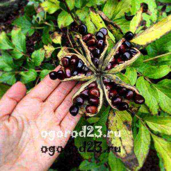 peony tree planting from seeds and care in the open field