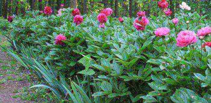 peony tree planting from seeds and care in the open field