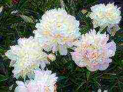 peonies planting and care in the open field in siberia