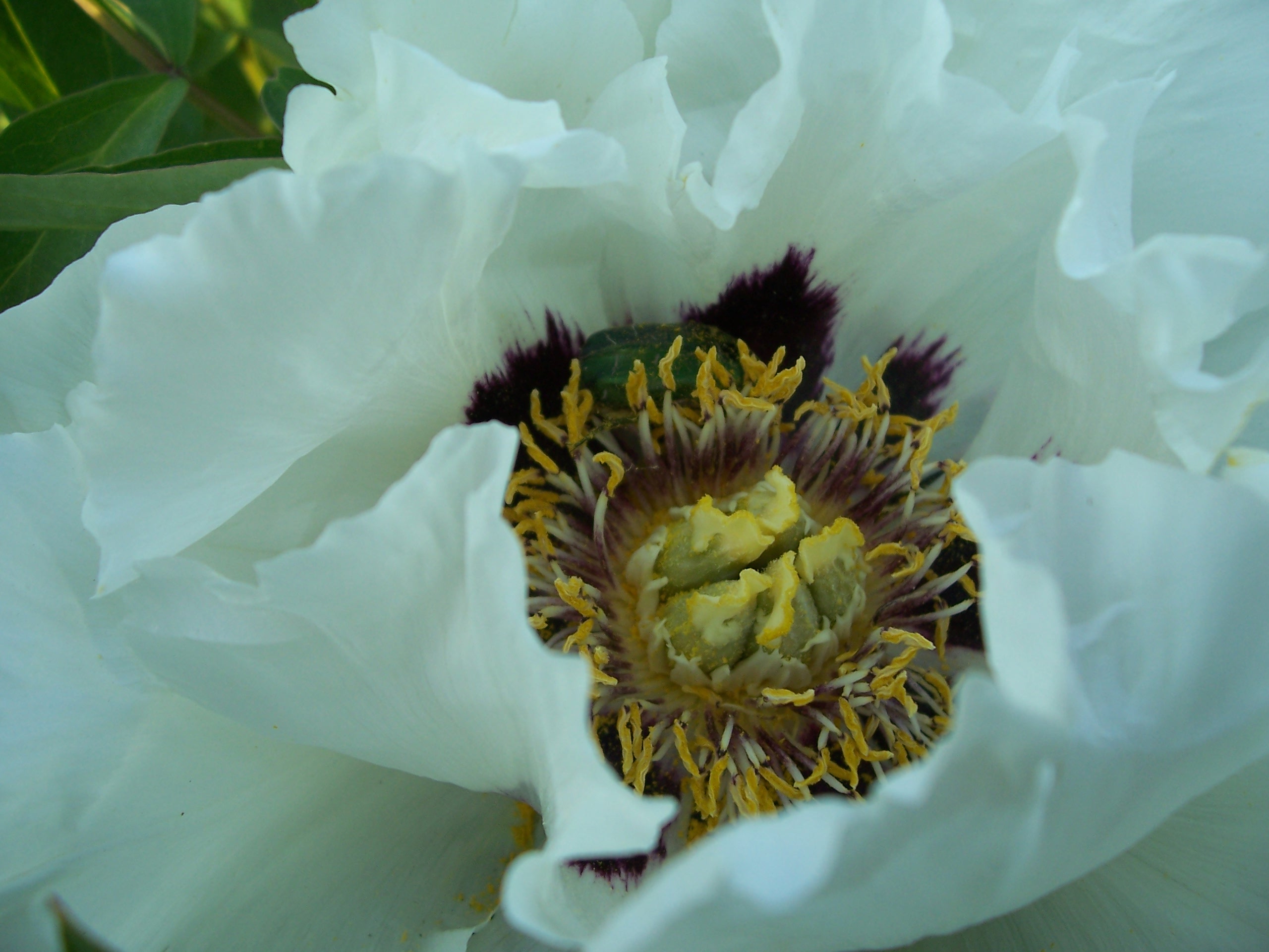 peonies planting and care in the open field in siberia