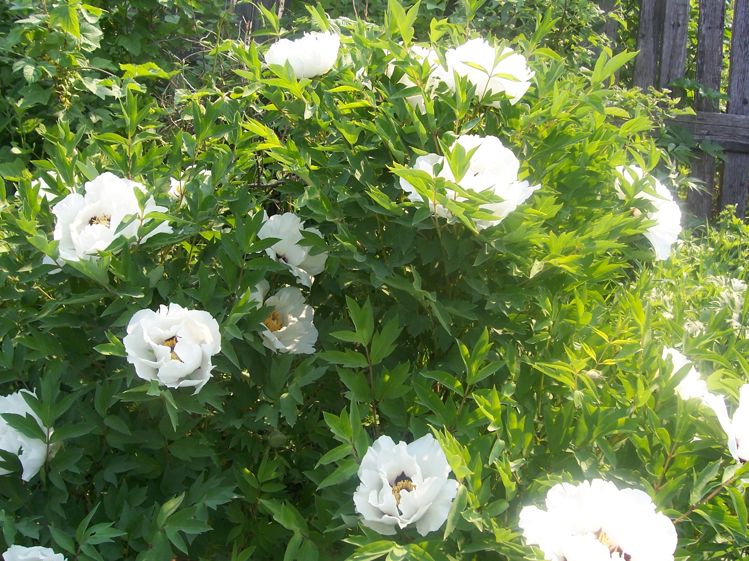 peonies planting and care in the open field in siberia