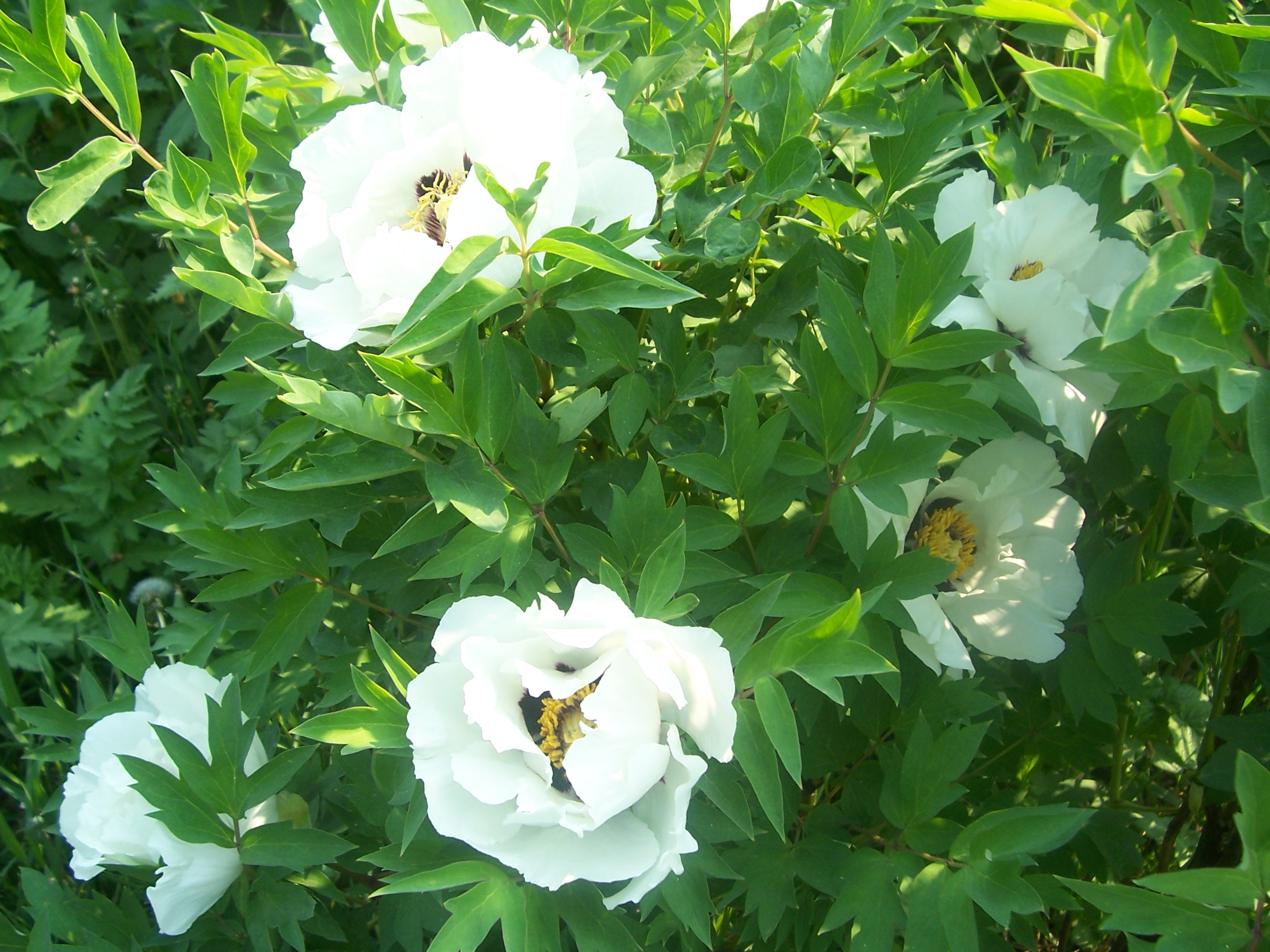 peonies planting and care in the open field in siberia