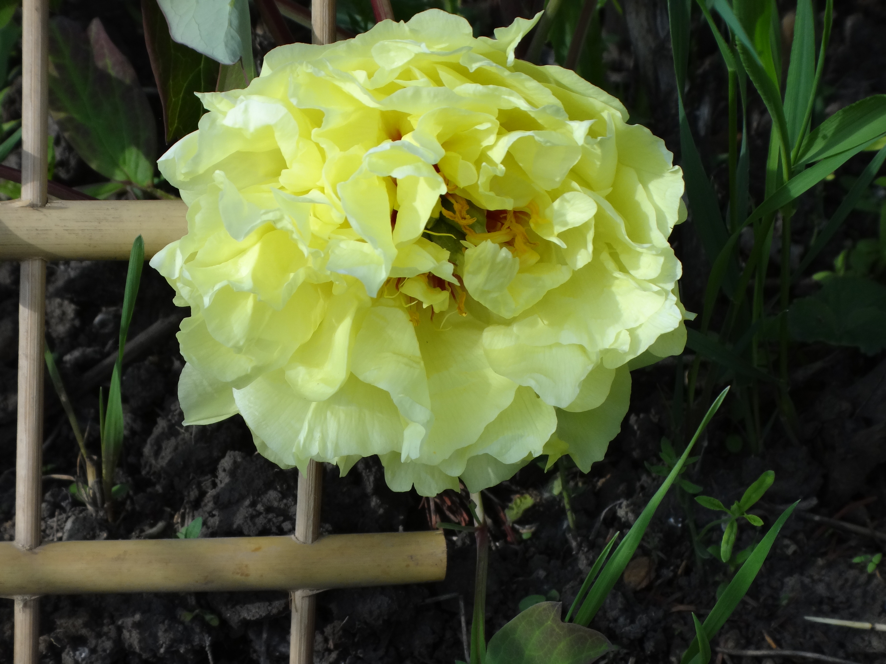 peonies planting and care in the open field in siberia