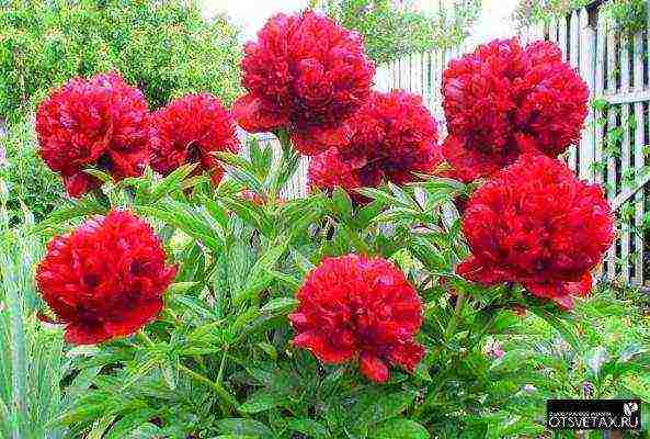 peonies planting and care in the open field in siberia