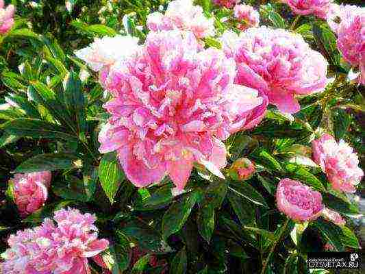 peonies planting and care in the open field in siberia