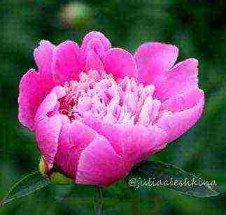 peonies planting and care in the open field in siberia