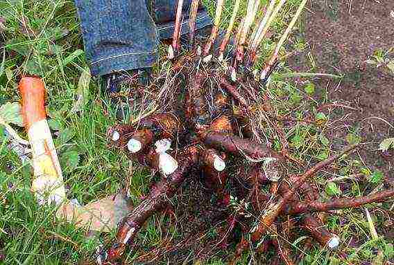 peonies planting and care in the open field in siberia