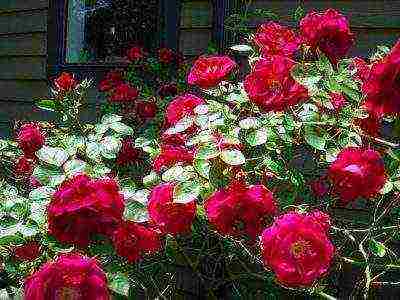 climbing rose don juan planting and care in the open field