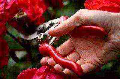 climbing rose don juan planting and care in the open field