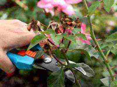 climbing rose don juan planting and care in the open field