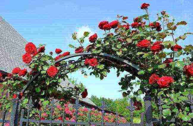 climbing rose don juan planting and care in the open field