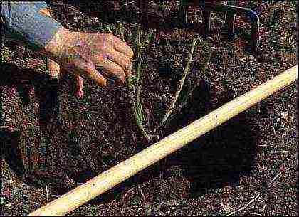 climbing rose don juan planting and care in the open field