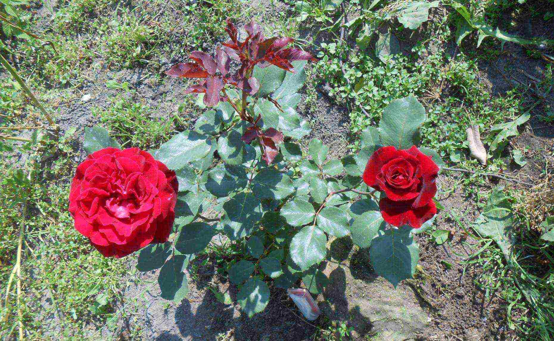 climbing rose don juan planting and care in the open field