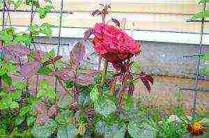 climbing rose don juan planting and care in the open field