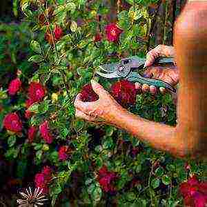 climbing rose don juan planting and care in the open field