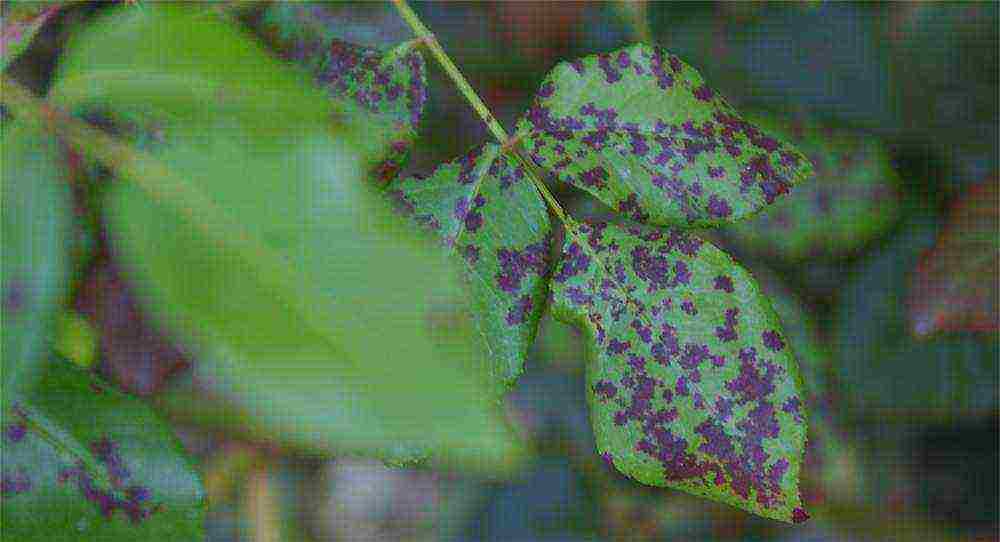 akyat rosas don juan pagtatanim at pag-aalaga sa bukas na bukid