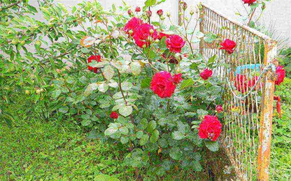 climbing rose don juan planting and care in the open field