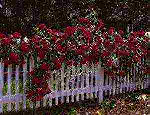 climbing rose don juan planting and care in the open field