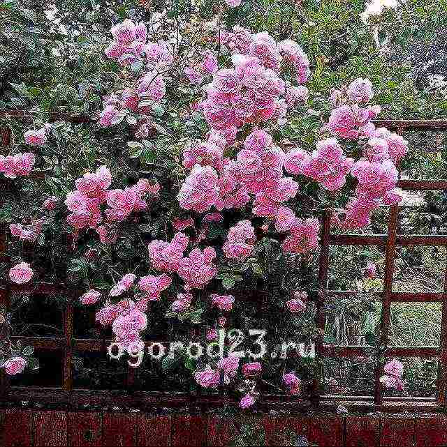 climbing rose planting and care in the open field in the Urals