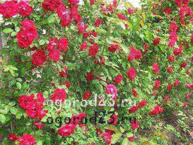 climbing rose planting and care in the open field in the Urals