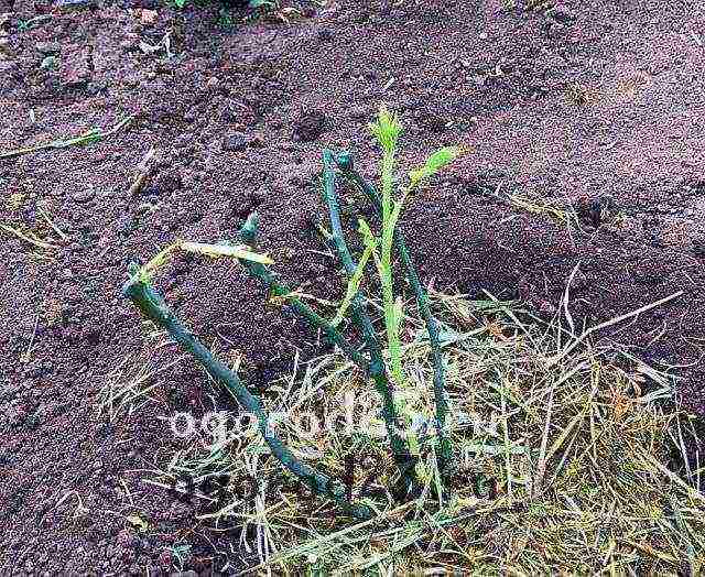 akyat sa rosas na pagtatanim at pangangalaga sa bukas na bukid sa Urals