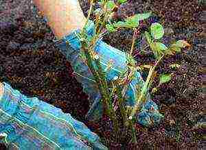 climbing rose planting and care in the open field in the Urals