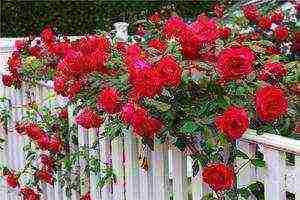 climbing rose planting and care in the open field in the Urals