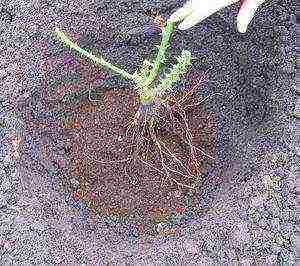 climbing rose planting and care in the open field in the Urals