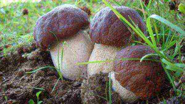 why the porcini mushroom cannot be grown at home